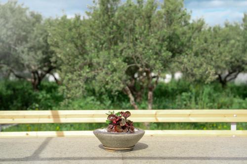 Olive Bliss Retreat