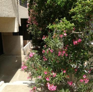 Pericles Studios in Agia Marina Aegina