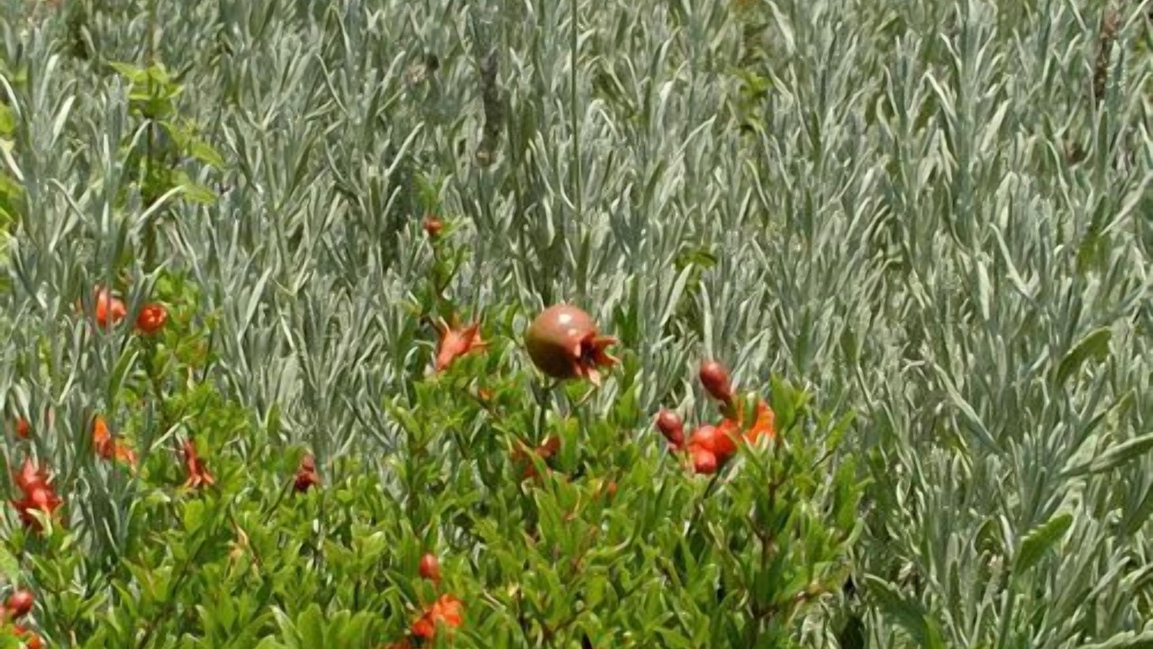 Photo of Outdoor in Barbati