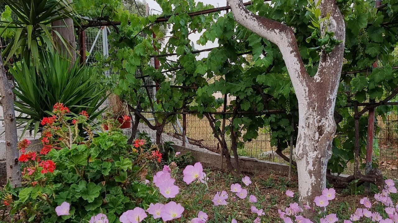 Photo of Outdoor in Corfu