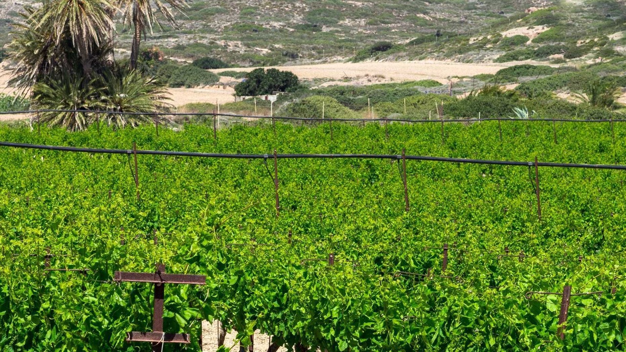 Photo of Others in Sitia
