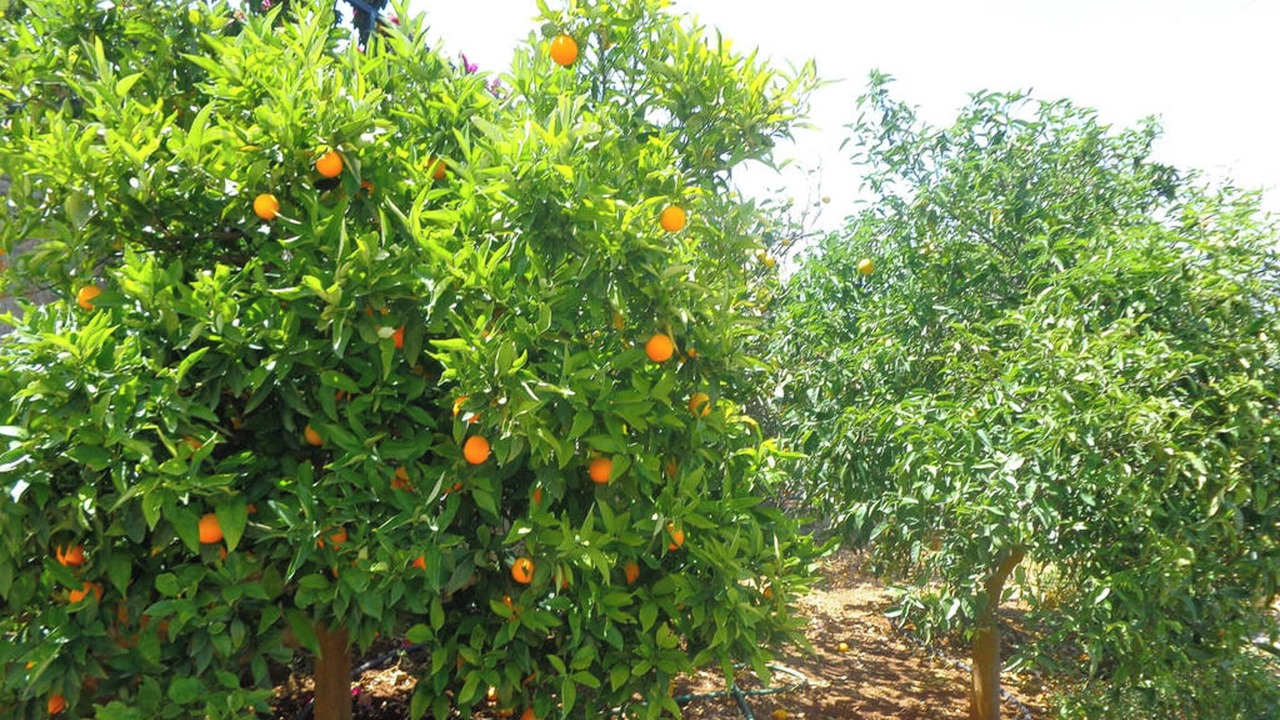 Photo of Outdoor in Melissopetra