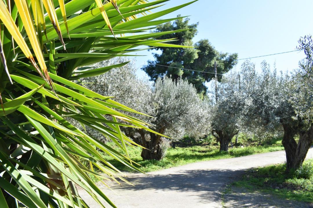 Photo of Others in Agios Mamas