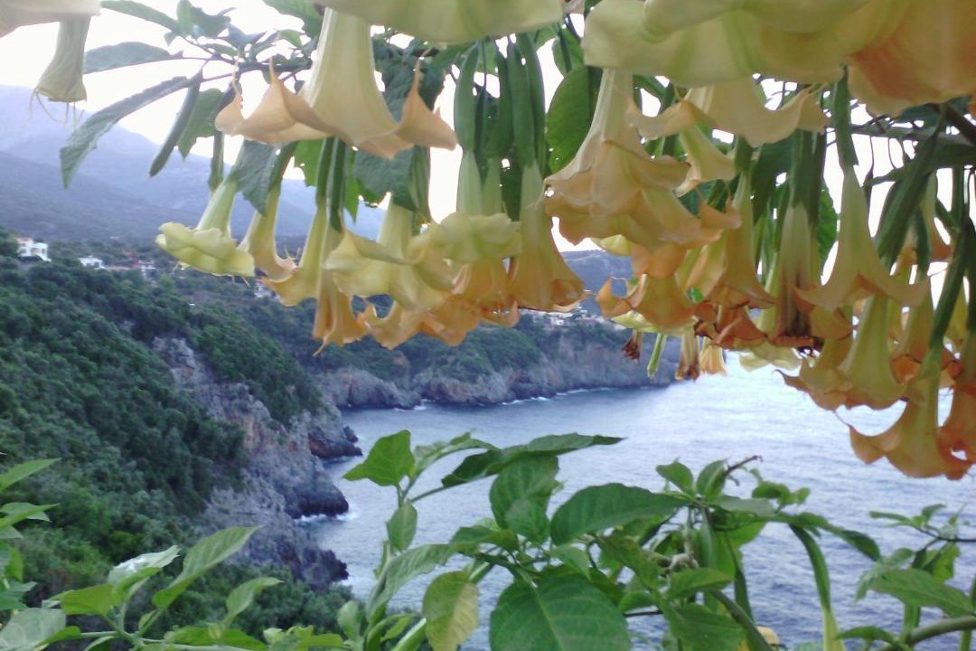 Photo of Others in Limnionas