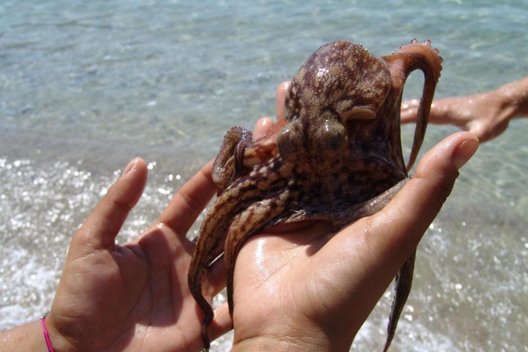 Photo of Others in Tholaria