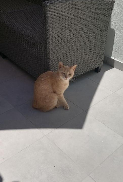 Photo of Others in Daratsos