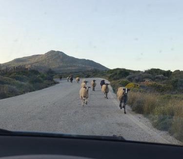Kato Zakros House | The Olive Studio - Stay with Locals in Zakros