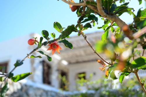 Anemolia Villa
